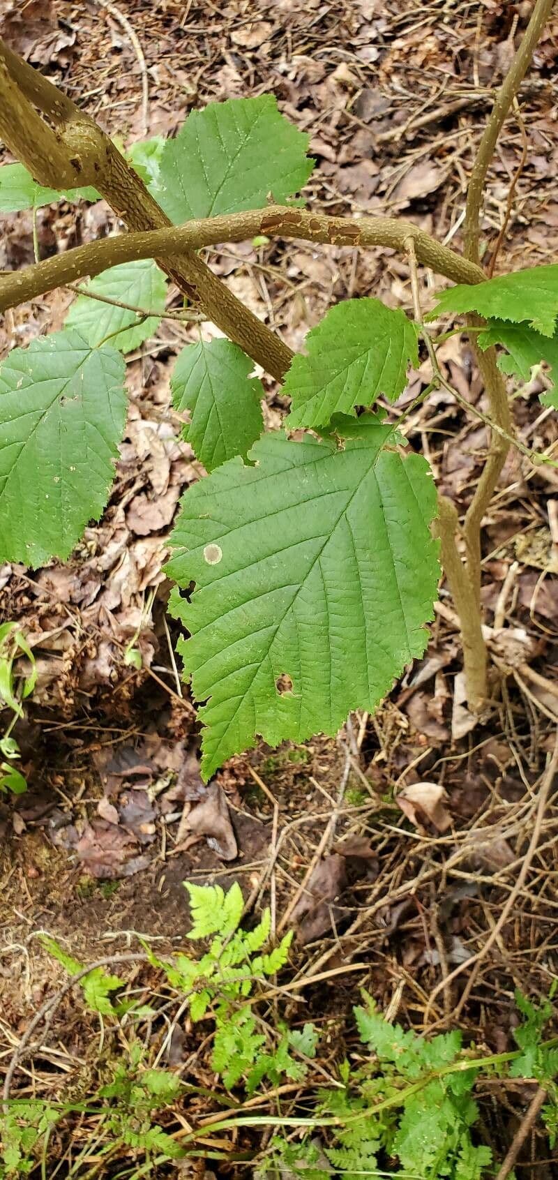 Nocciolo cornutato 18