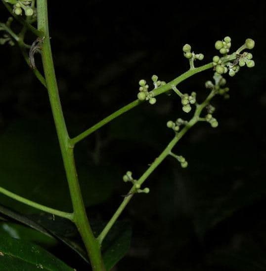 Nectandra 6