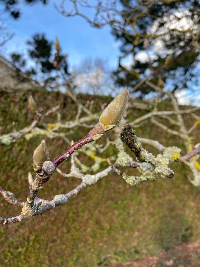 Magnolia denudata 29