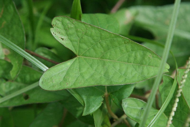 Ipomoea setifera 8