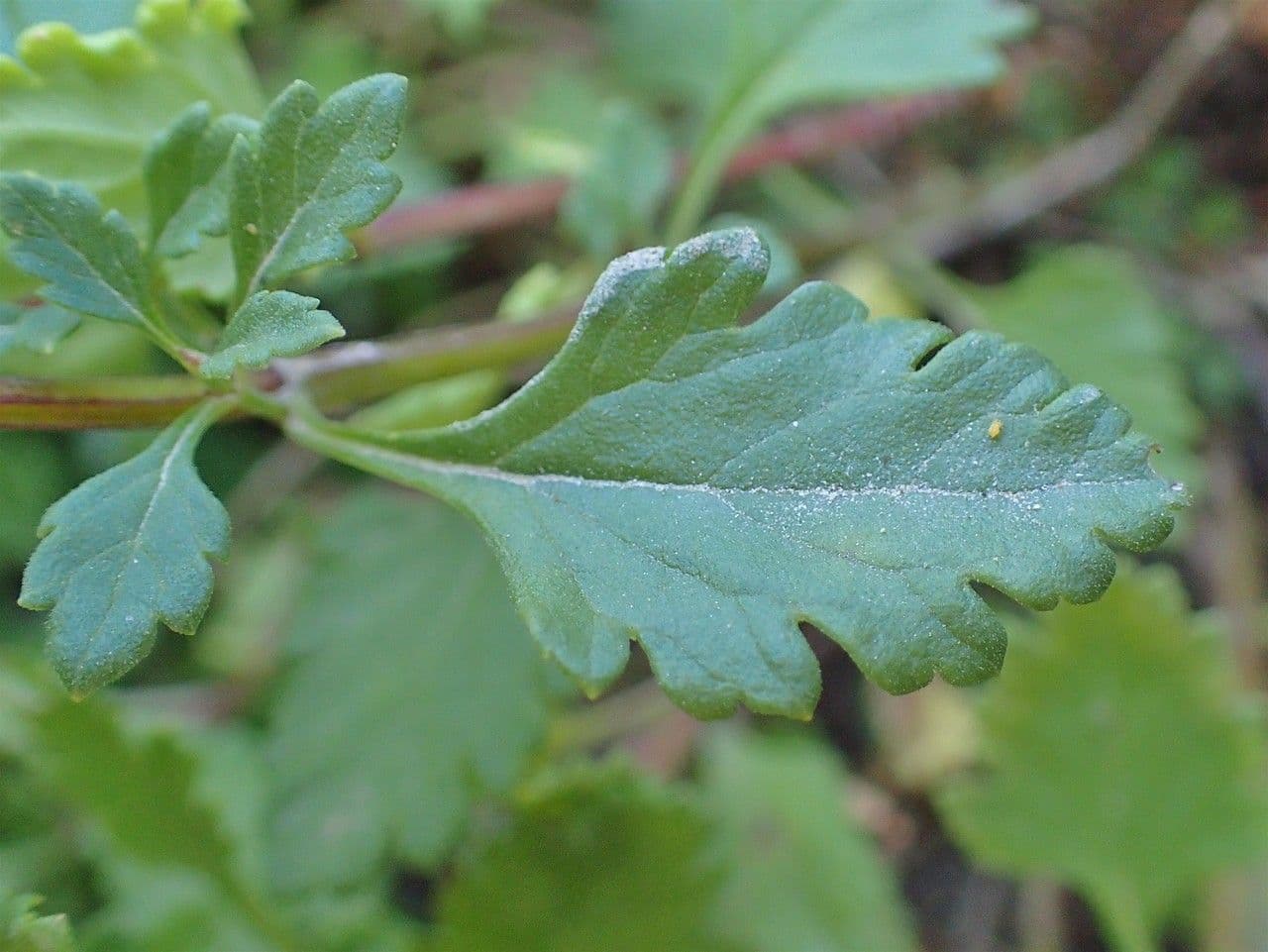 Teucrium 15