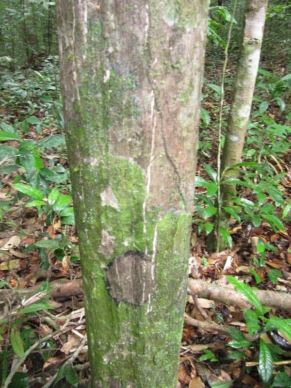 Myrcia 6