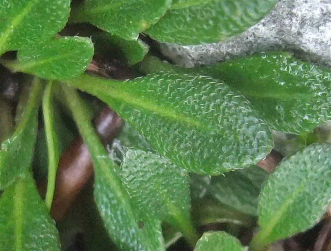 Coclearia sassifraga 17