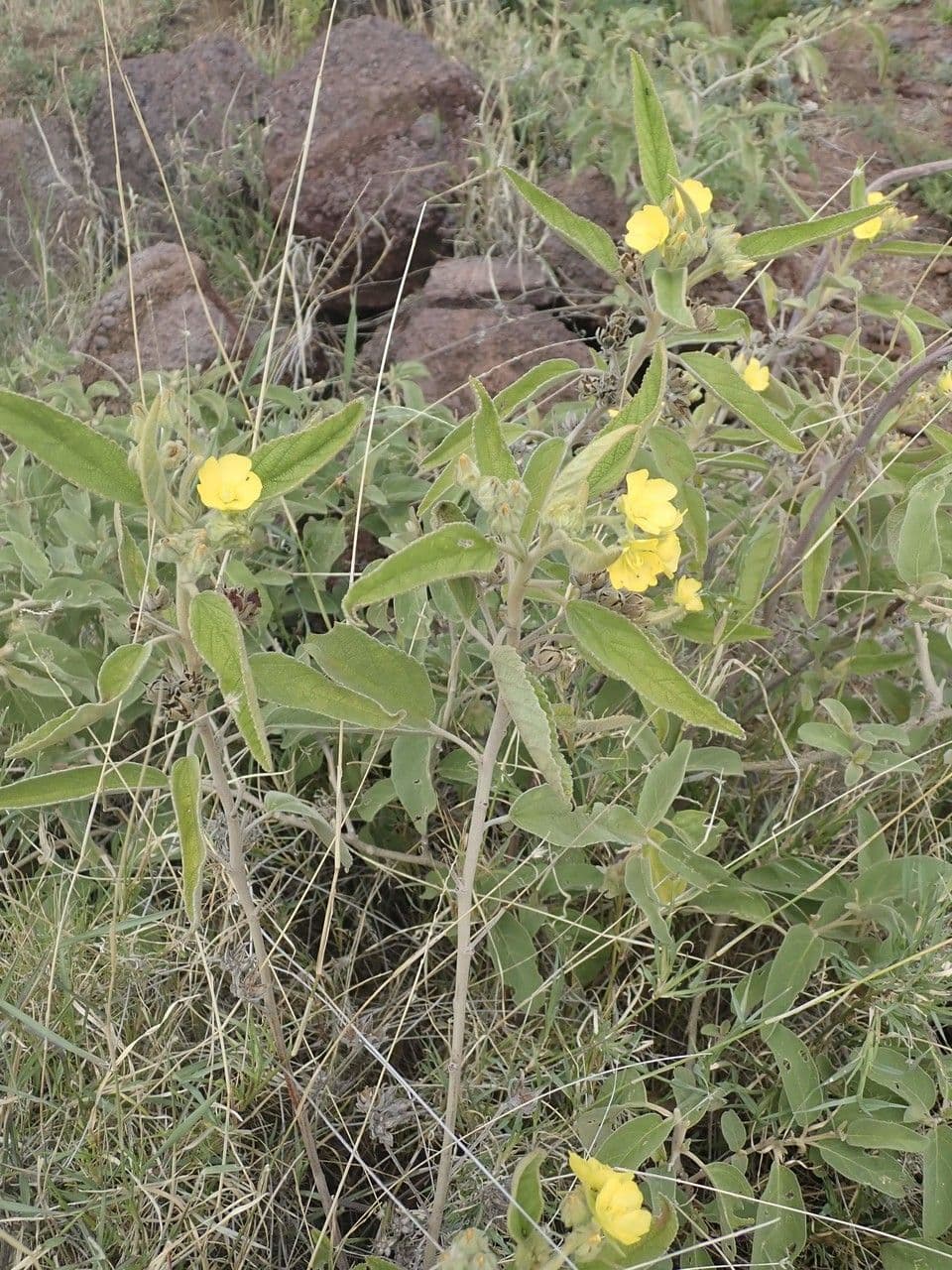Melhania 11