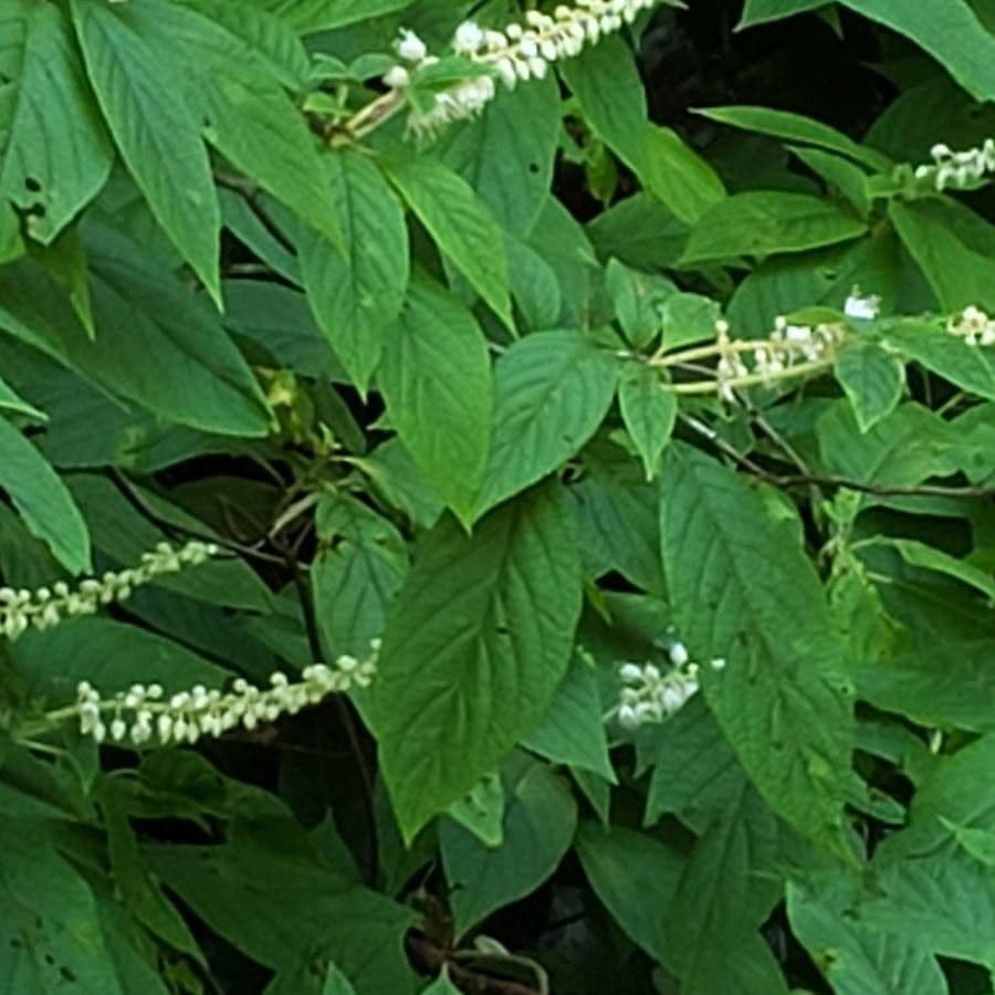 Clethra 15