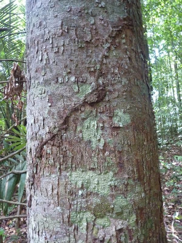 Parahancornia 10