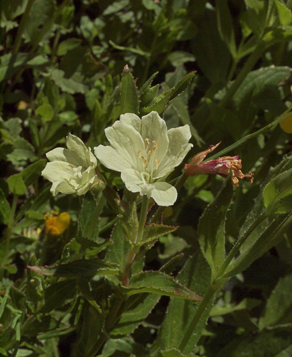 Epilobio giallo 6
