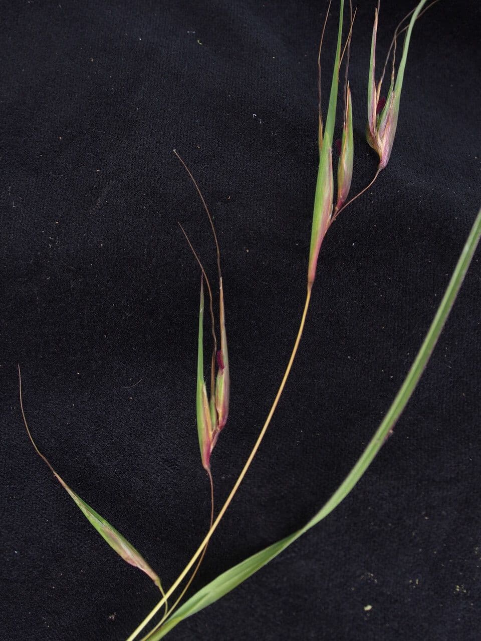 Themeda