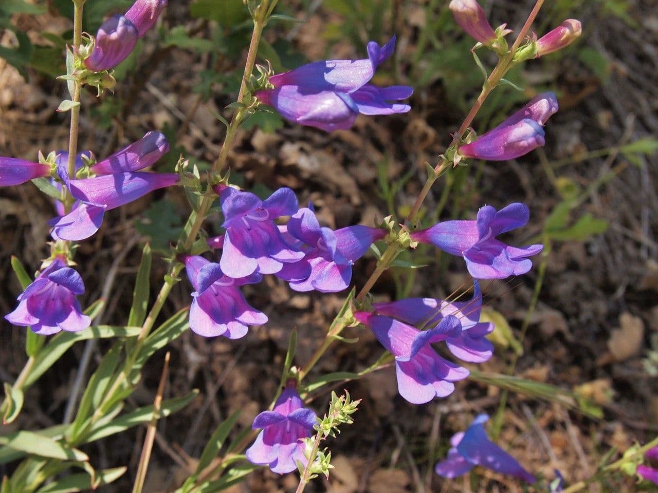 Penstemon eterofillo 6