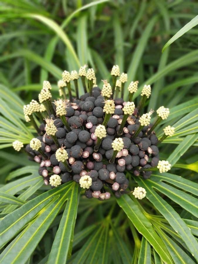 Osmoxylon 10