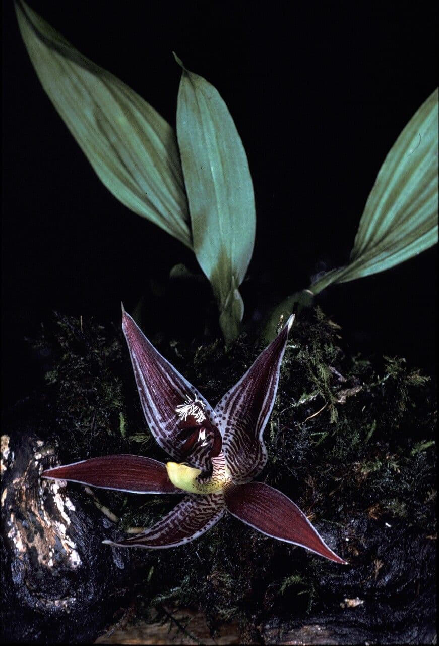 Paphinia 2