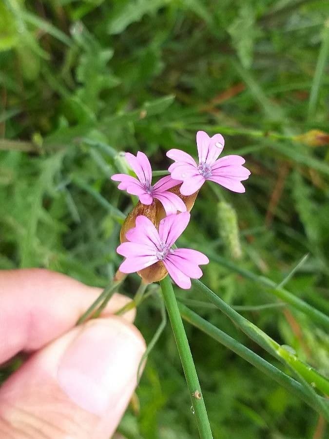 Clavel de monte 6