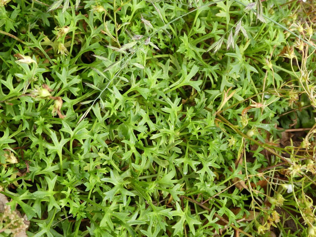 Zerbrechliche Steinbrech 14