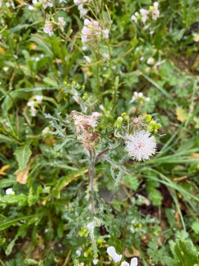 Senecione comune 3