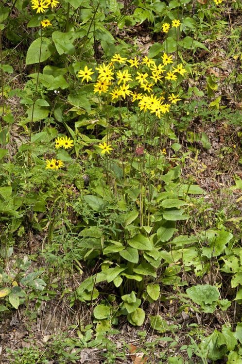 Dark-eyed sunflower 8