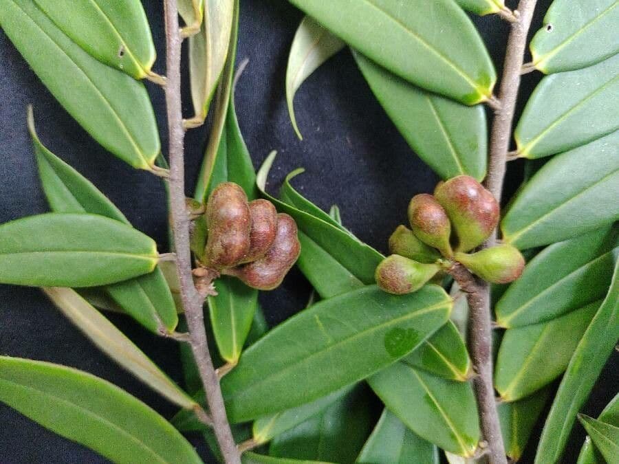 Xylopia 4
