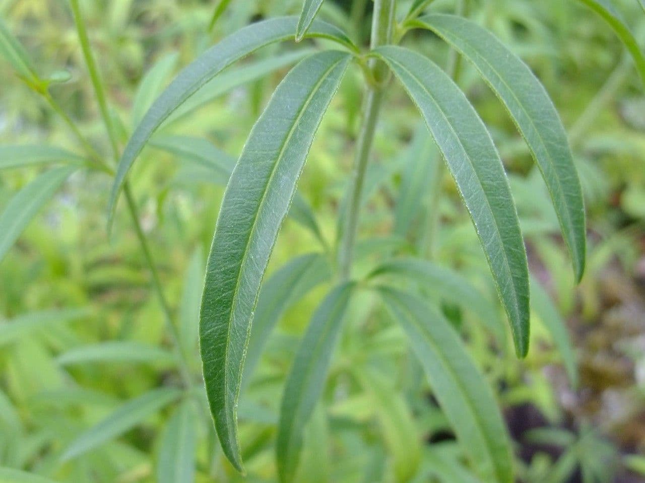 Coreopsis 12