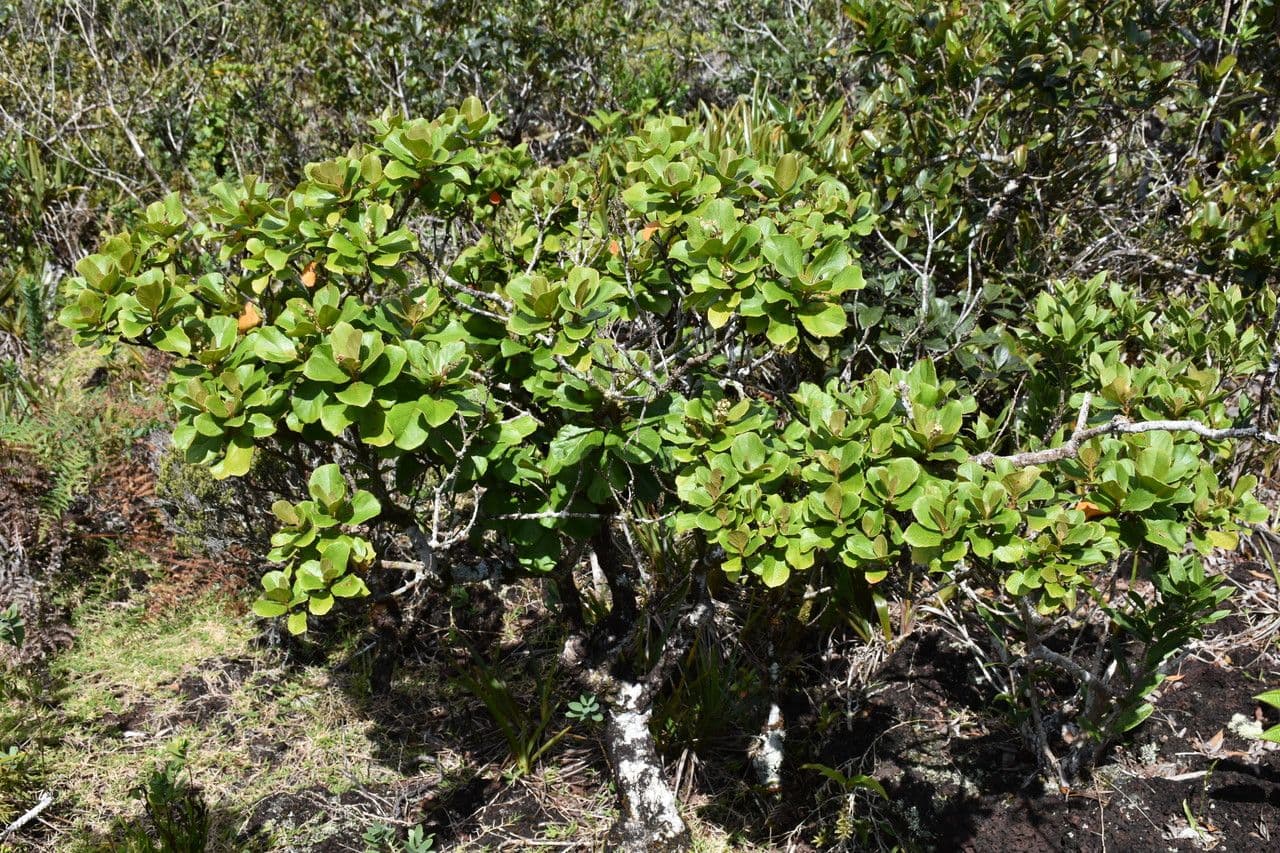 Croton 3