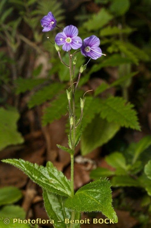 Veronica ponae 22