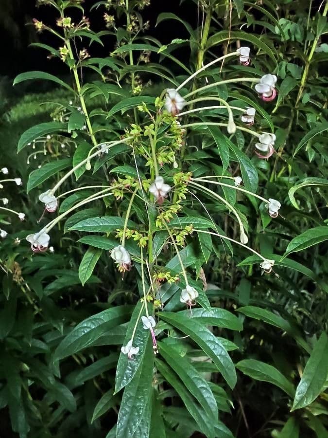 Clerodendrum indicum 10