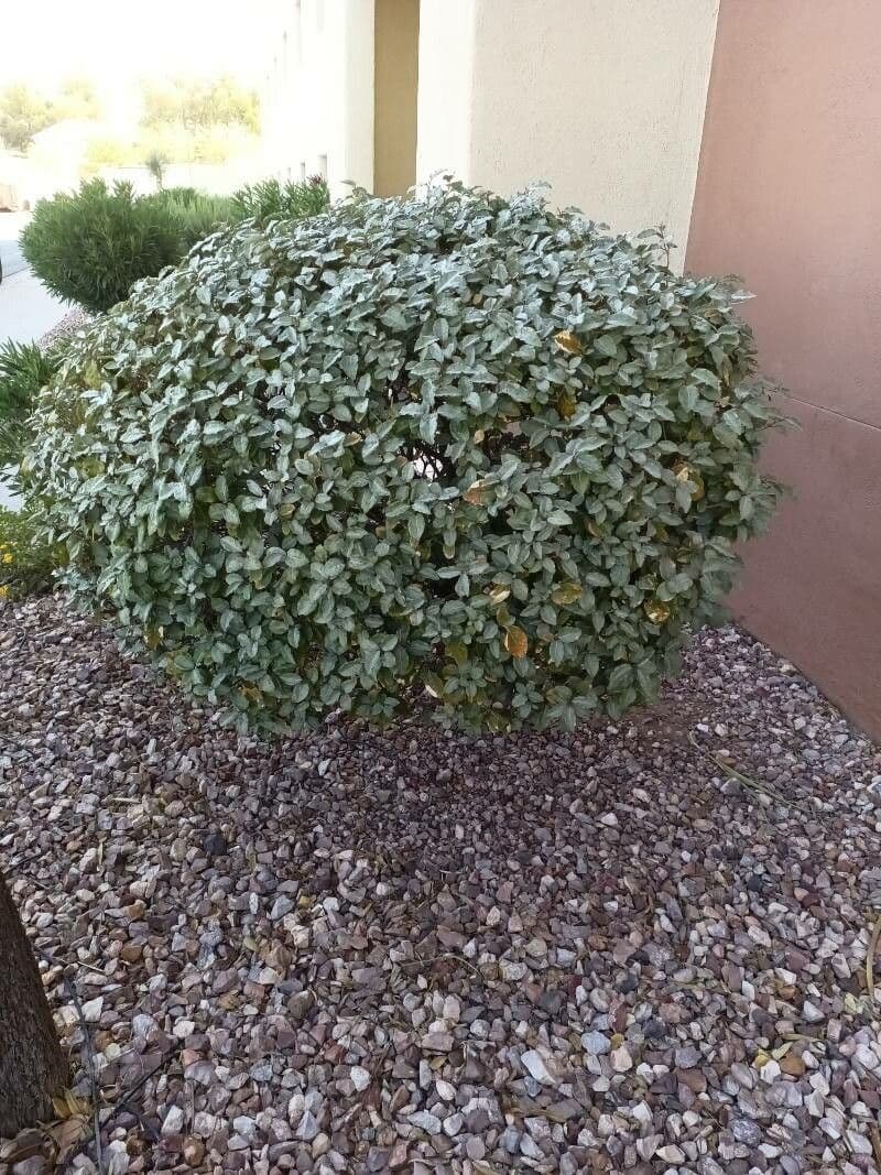 Elaeagnus 27