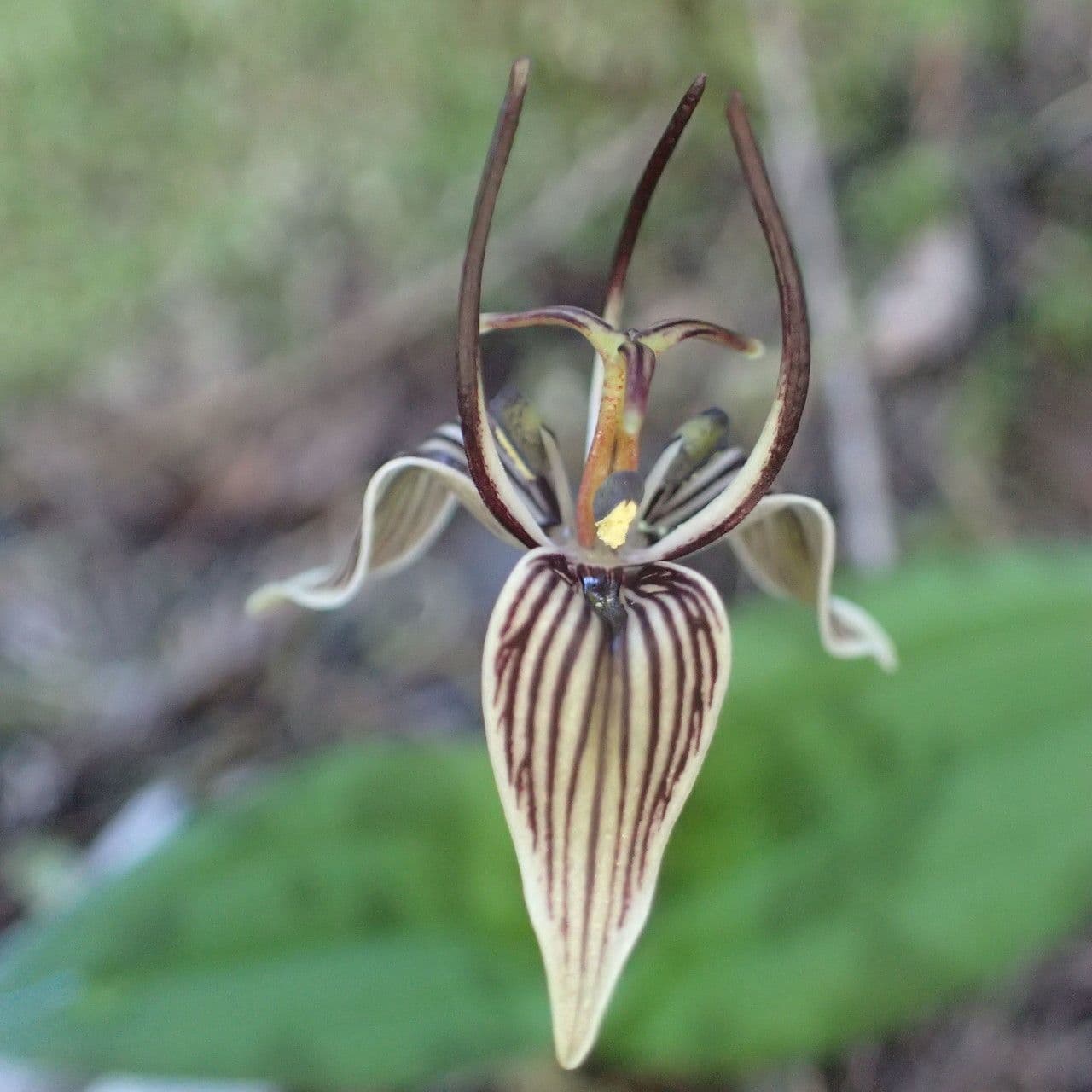 Scoliopus 3