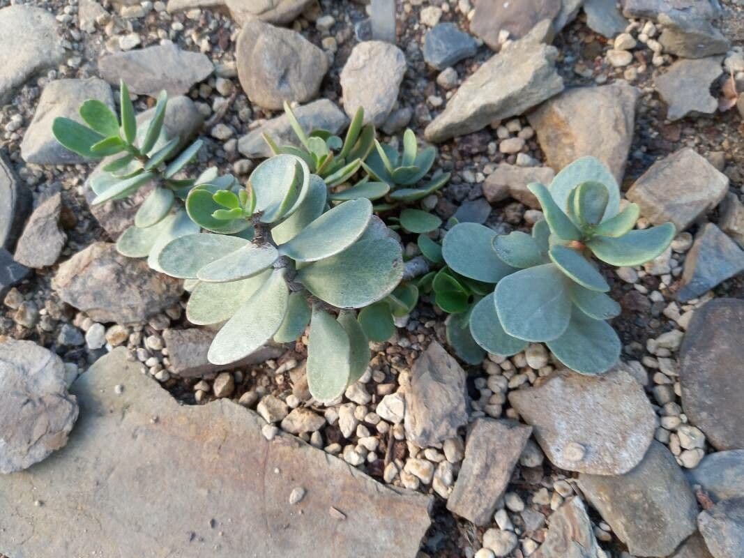 Kalanchoe
