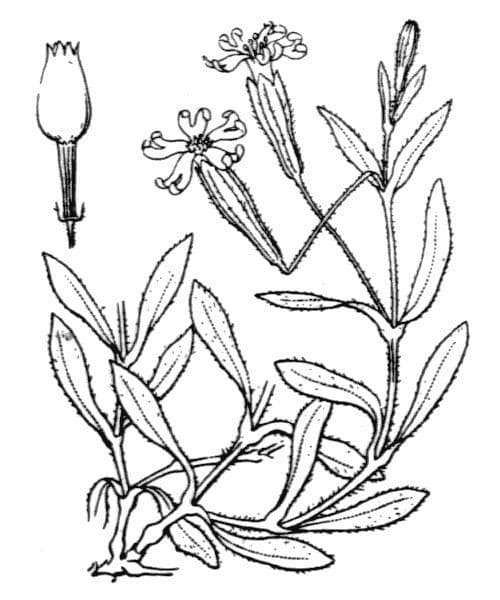 Walliser Leimkraut 17