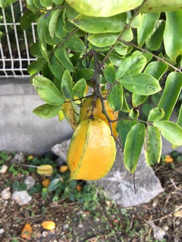 Karambole 4