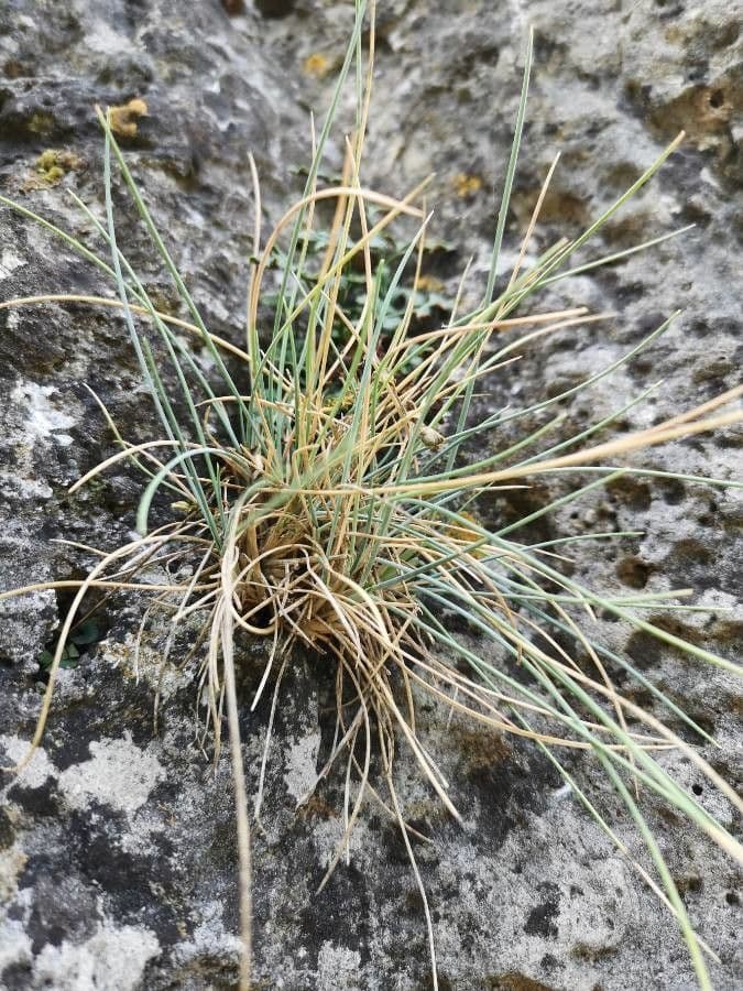 Festuca pallida 10