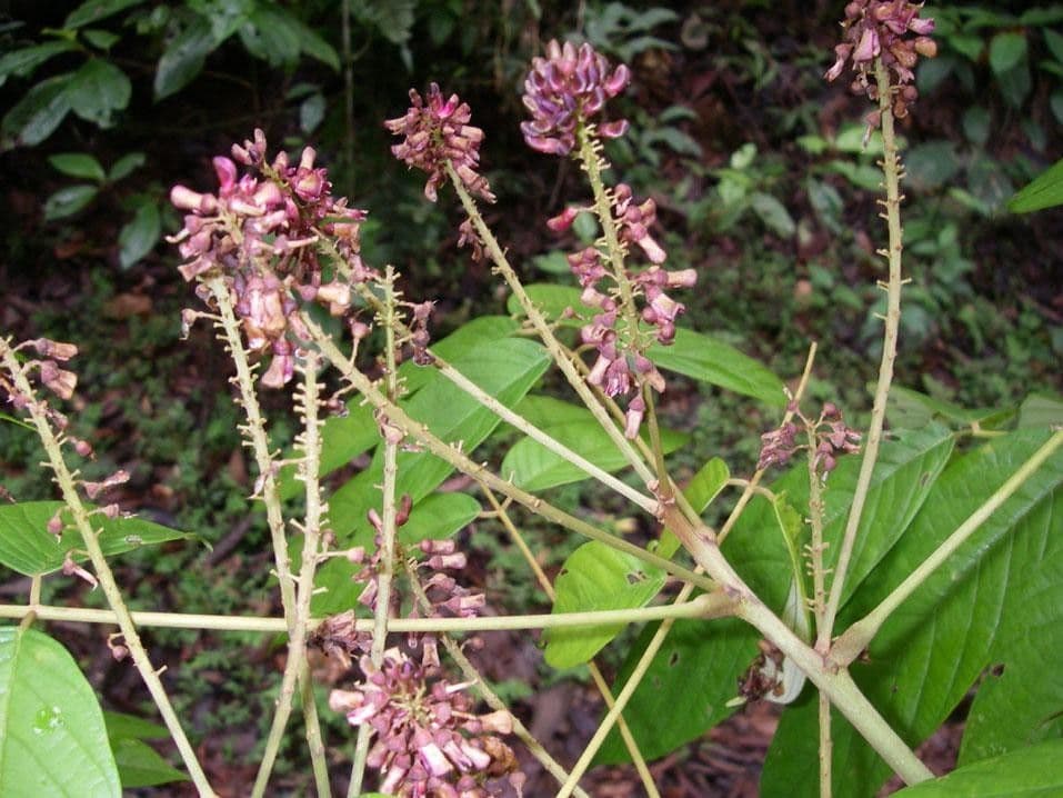 Lonchocarpus 20