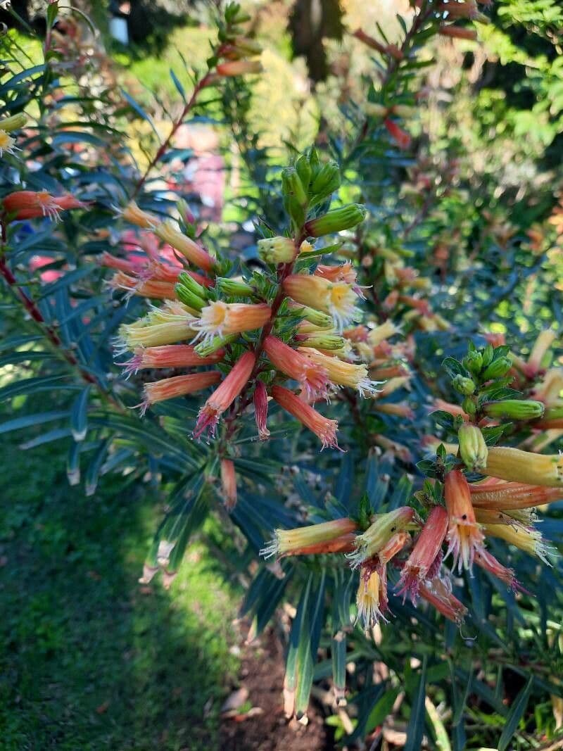 Cuphea
