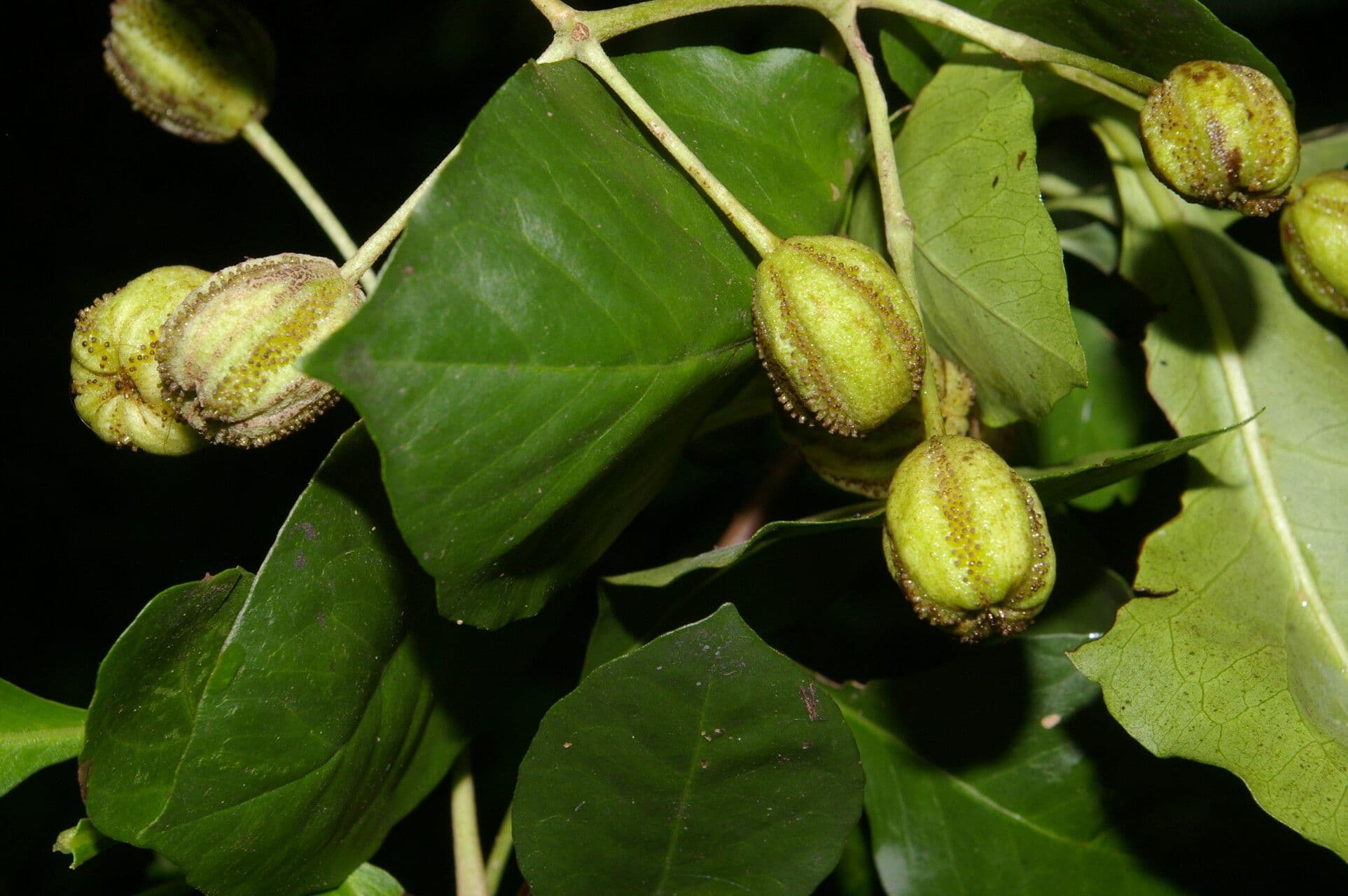 Pisonia 4