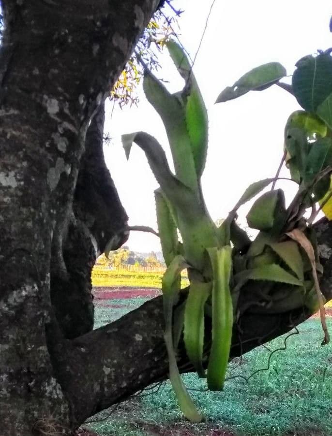 Aechmea 7