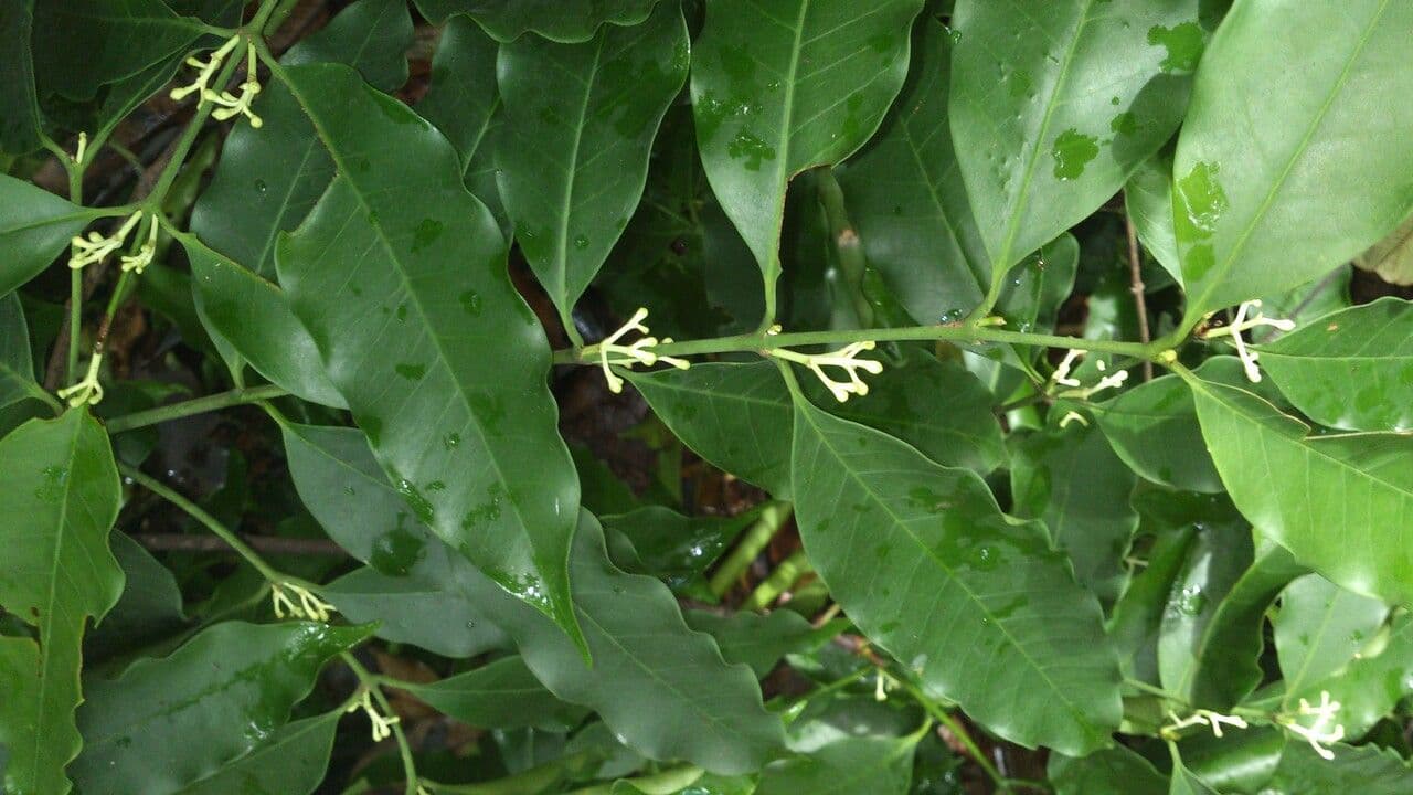 Lacmellea 9