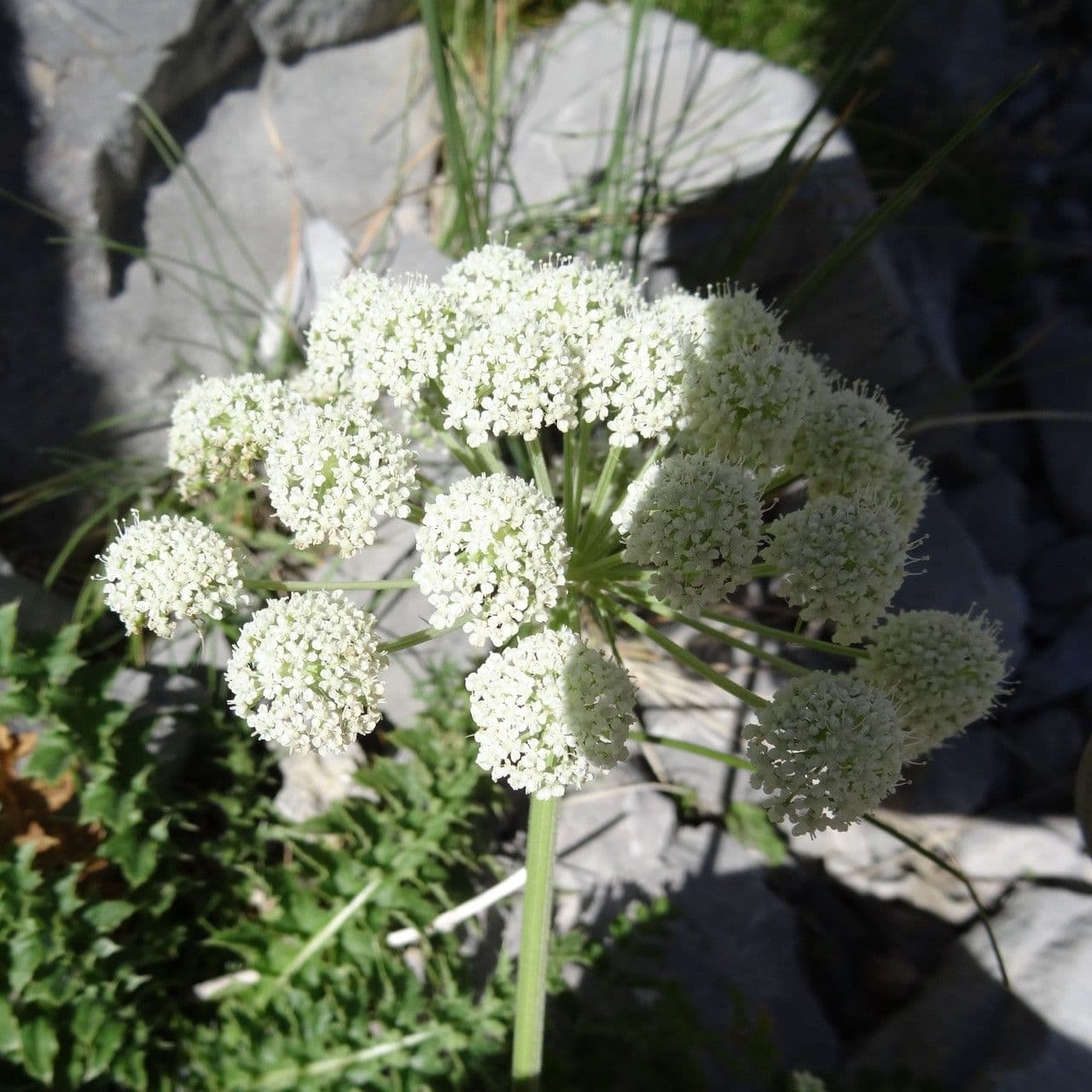 Endressia pyrenaica 15