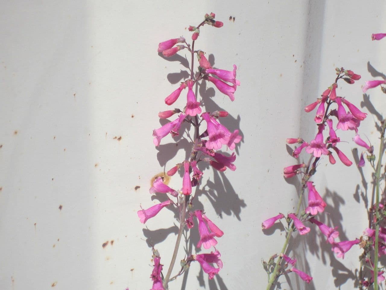 Penstemon di Parry 3