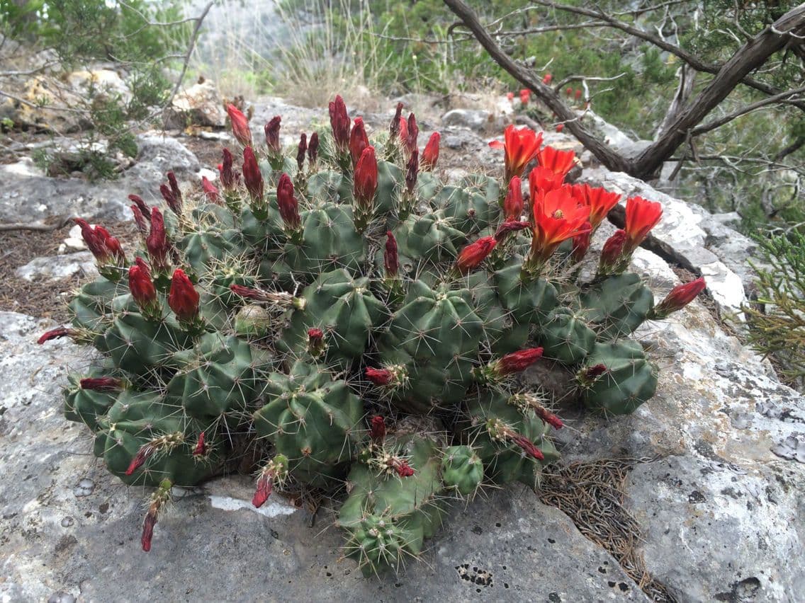 Cactus calice di rosa 11