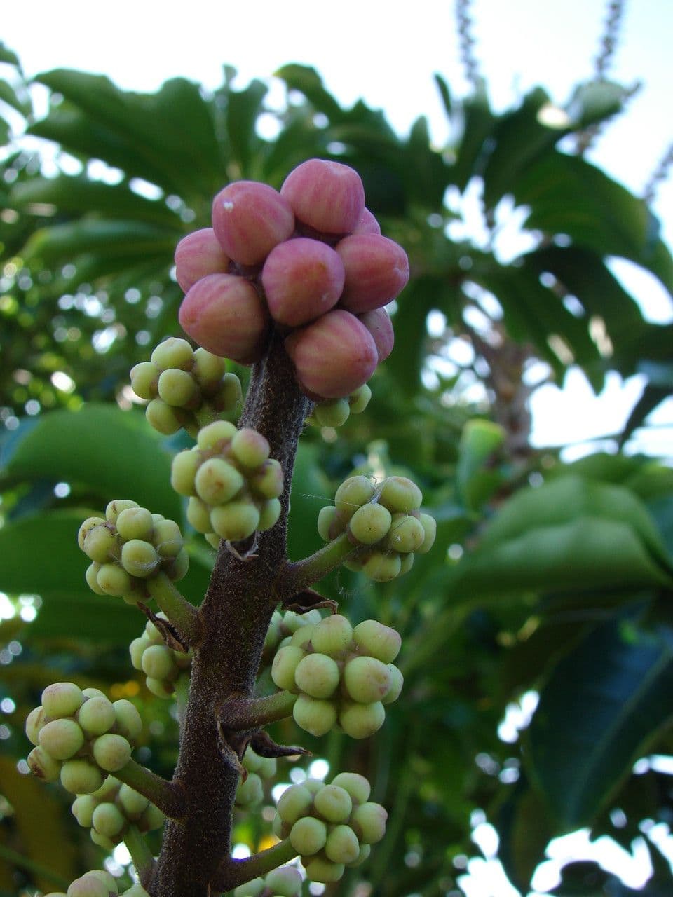 Schefflera 4