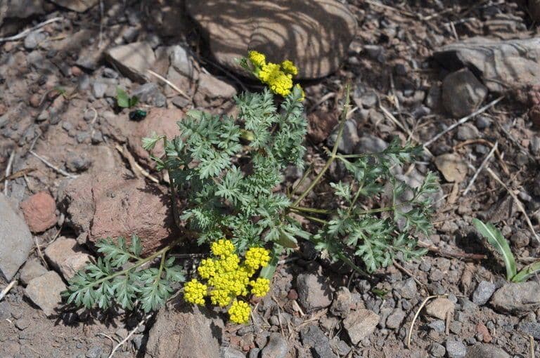 Lomatium 3