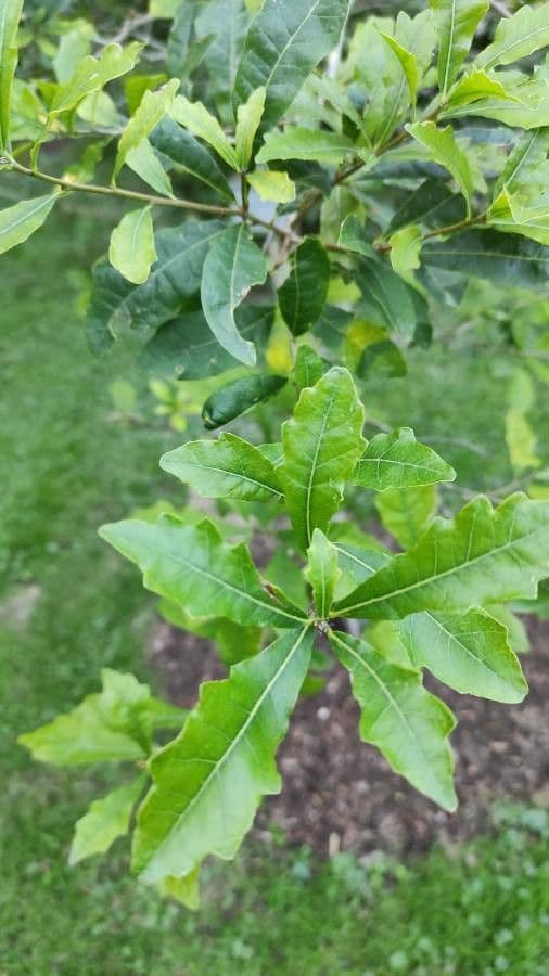 Quercia 2