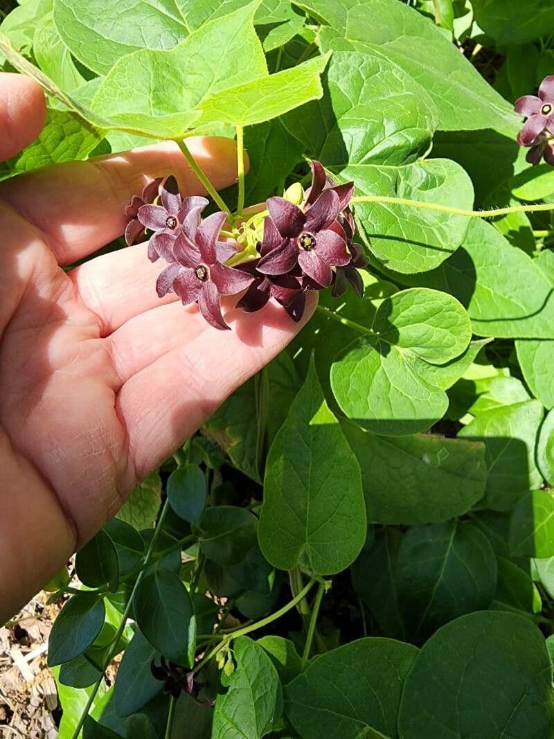 Matelea 4