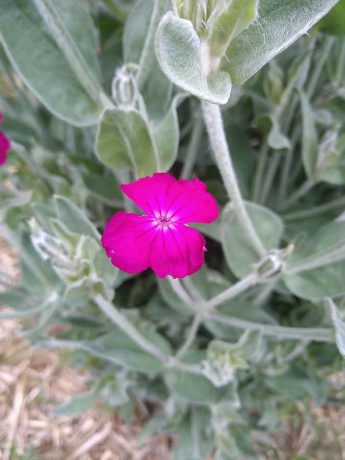 Silene coronaria 7
