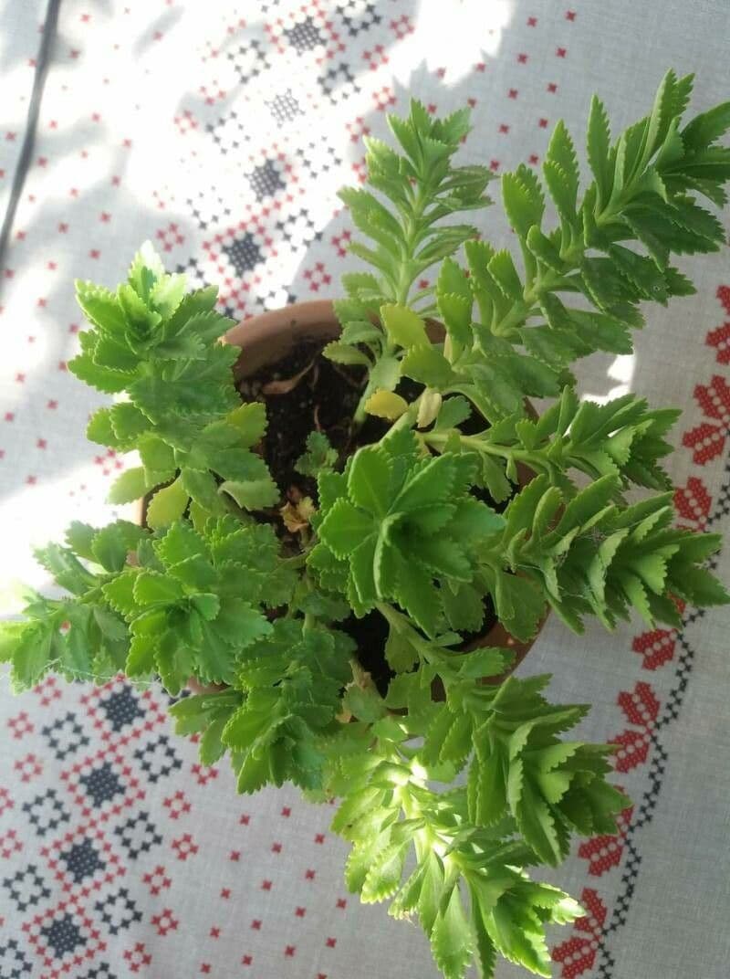 Sedum espectacular 20