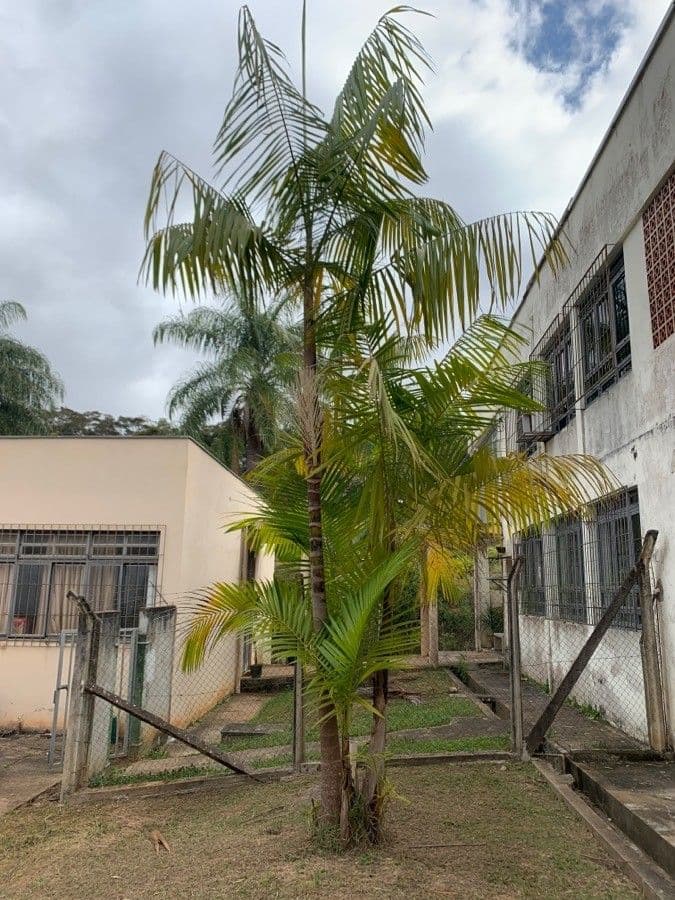 Açai 13