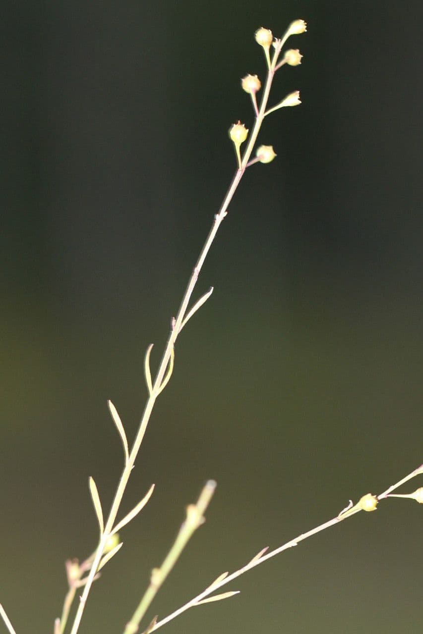 Falsche Fuchsienlilie 7