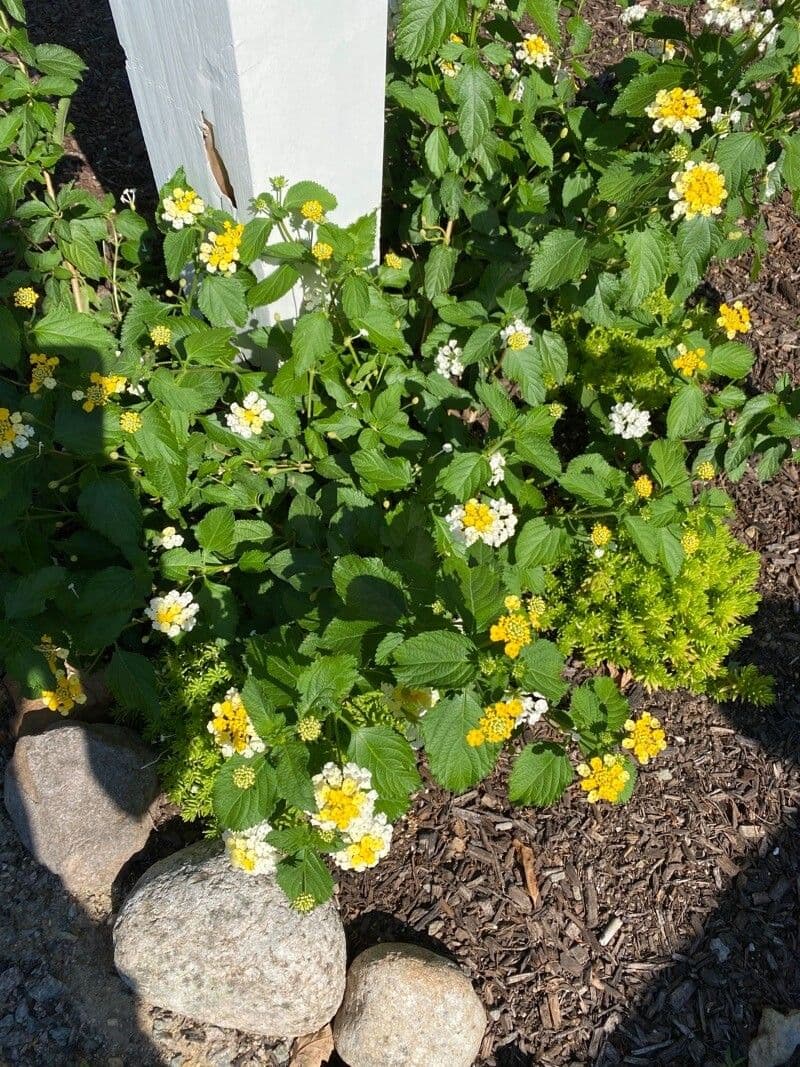 Lantana canescens 5