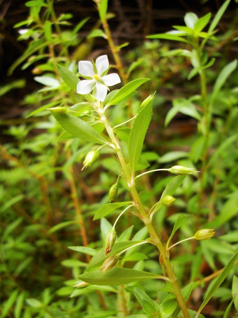 Sauvagesia 8