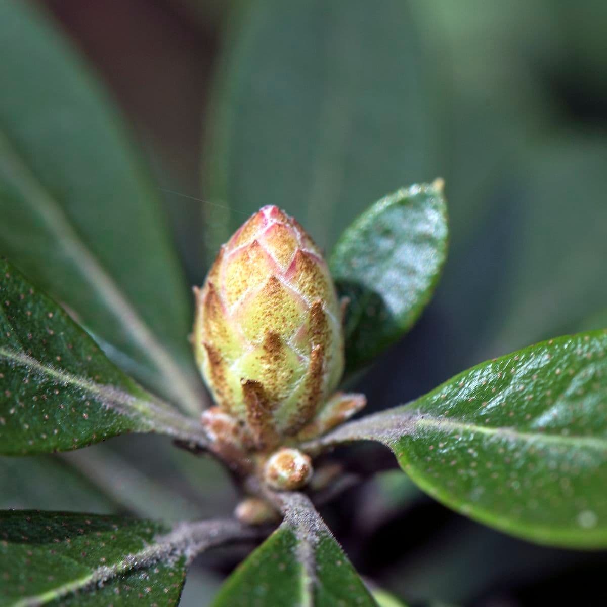 Rhododendron micranthum 4