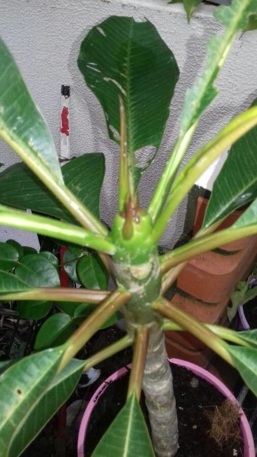 Algodoncillo blanco 2